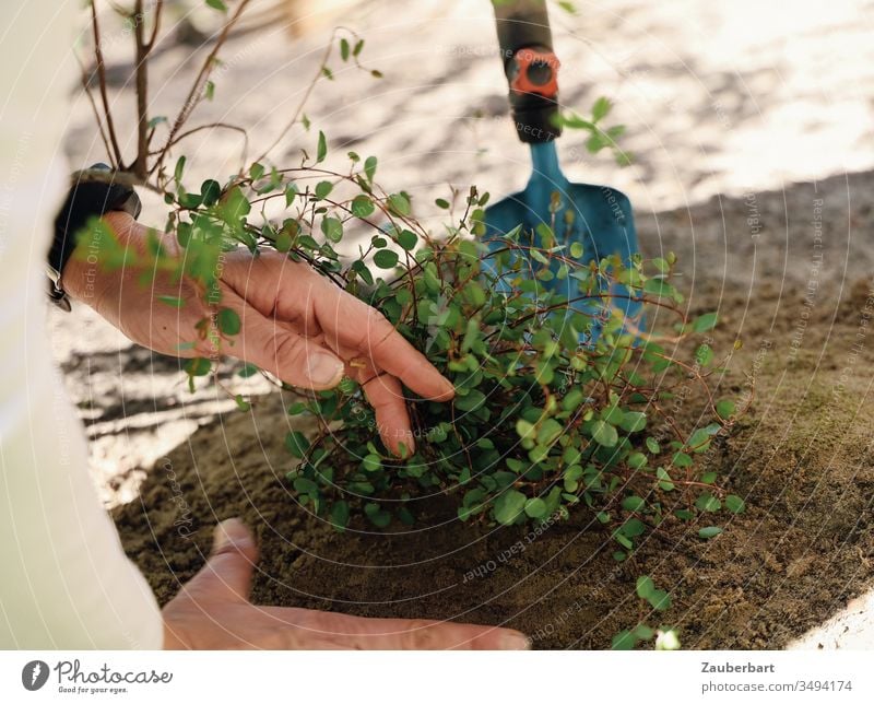 Grünpflanze Mühlenbeckia wird von Gärtnerin eingepflanzt Pflanze grün einpflanzen Schaufel Hand Bodendecker Blatt Garten Gartenarbeit Frühling