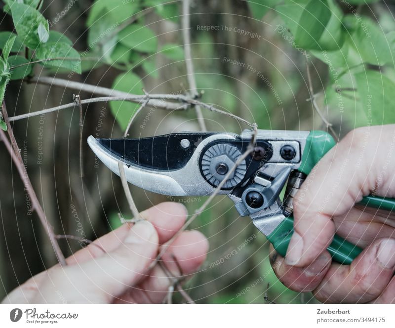 Gartenschere beim Durchtrennen eines Zweiges Hand Blatt Gartenarbeit grün schneiden beschneiden Pflanze Wachstum Frühling