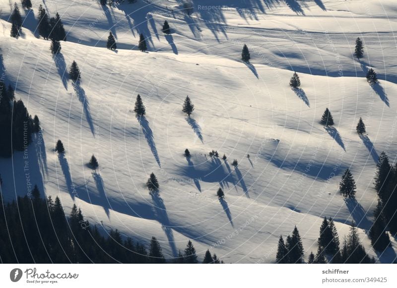 Schattendasein III Umwelt Natur Landschaft Pflanze Winter Schönes Wetter Eis Frost Schnee Baum kalt schwarz weiß Schneelandschaft Schneedecke Schattenspiel