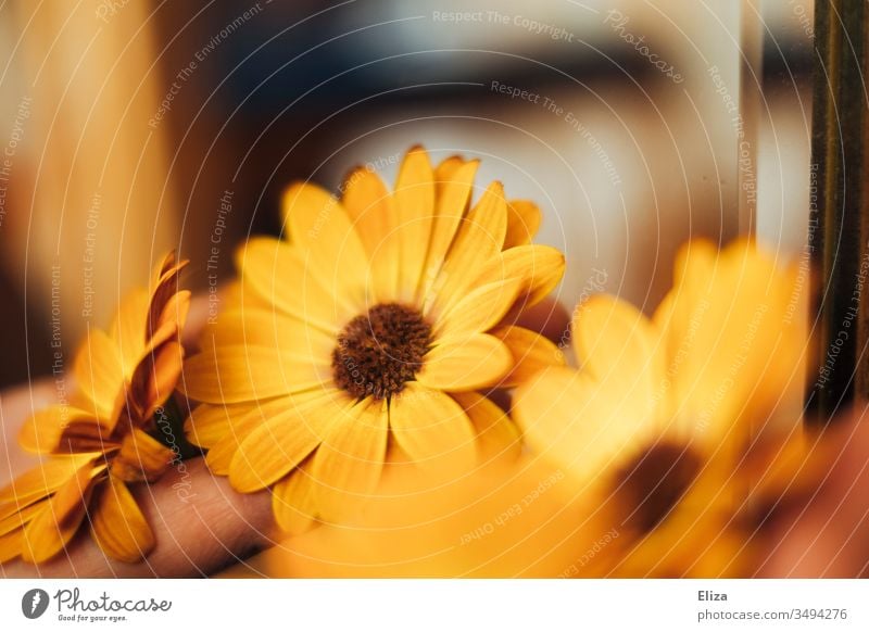 Gelbe orangene Blüten der Kapmargerite in warmen Licht mit viel Unschärfe; Kapkörbchen kapmargerite Blumen sommerlich farbenfroh Tag dekorativ Menschenleer