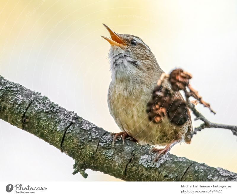 Singender Zaunkönig Troglodytes troglodytes Vogel Kopf Schnabel Auge Feder gefiedert Krallen Flügel Tiergesicht Wildtier Baum Zweige u. Äste Blick Kommunizieren