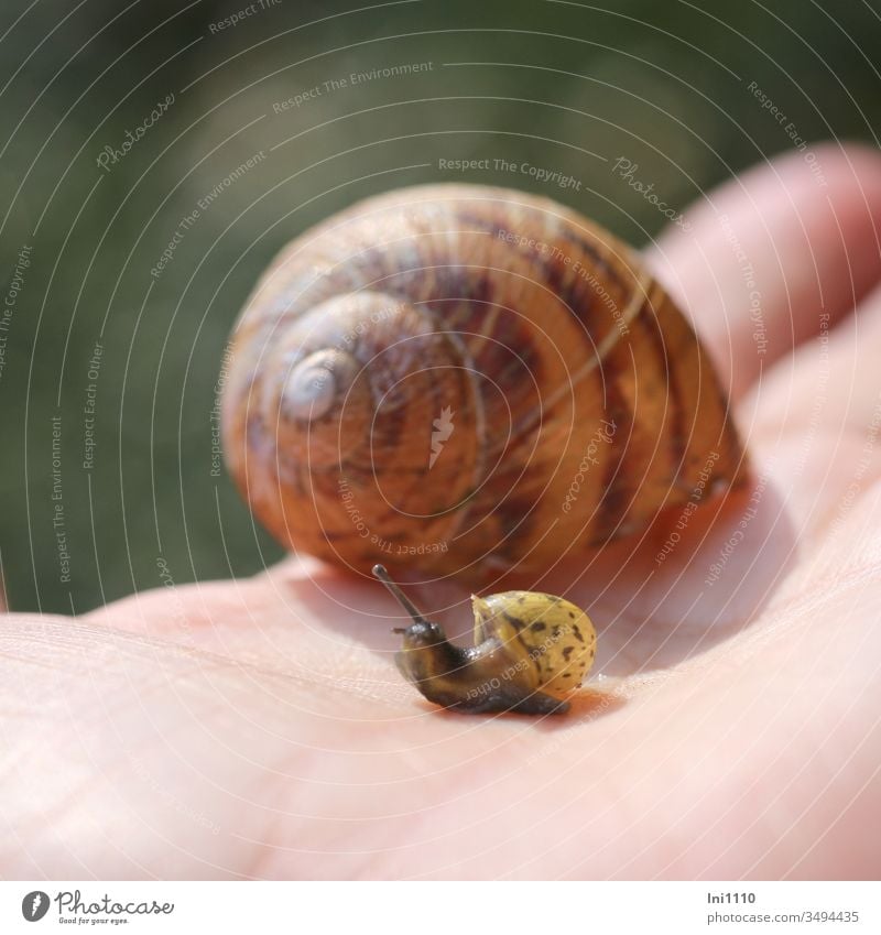 Mama ? Schneckenhaus Helix pomatia Weinbergschnecke Gehäuse zwei Schnecken Minischnecke riesig Hand Fühler kriechen Kriechtiere Größenvergleich braun gelb