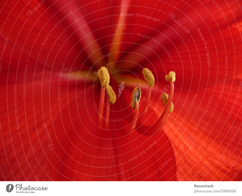 Macro-Aufnahme einer roten Amaryllis-Blüte Blume Flower offen aufgeblüht Staubblätter Griffel Narbe Stempel Blütenblätter Kronblätter Blütenpollen Stängel grün