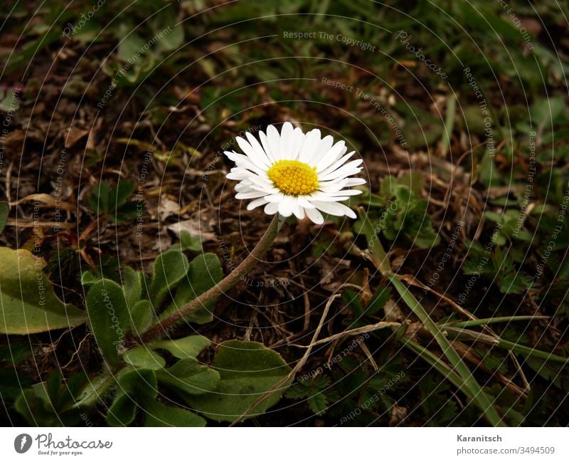 Ein einsames Gänseblümchen im Frühling Blume Flower Wiesenblume klein zart schön Sommer Blätter grün Stängel Blütenblätter weiß Staubblätter gelb Frühlingsbote