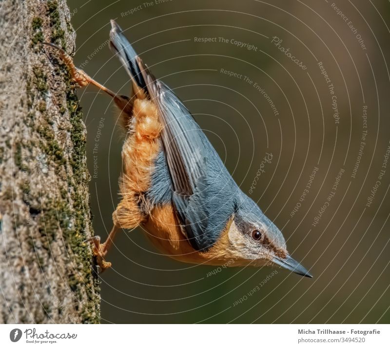 Kleiber kopfüber am Baumstamm Sitta europaea Vogel Tiergesicht Kopf Schnabel Auge Flügel Feder gefiedert Krallen hängen beobachten Blick Wildtier Natur