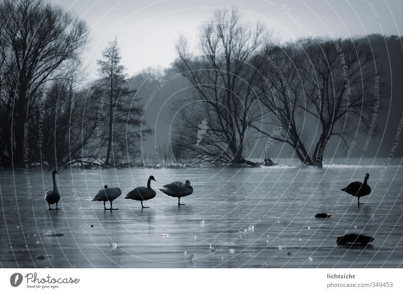 4:1 und Abseits Ausflug Umwelt Natur Landschaft Urelemente Wasser Himmel Winter Wetter schlechtes Wetter Eis Frost Baum Wald Seeufer Schwan Tiergruppe