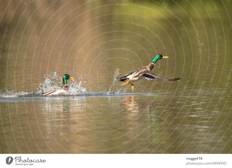 Stockenten beim Abfug Entenvögel wasser Tier Vogel Natur Außenaufnahme Farbfoto Wildtier Tag Menschenleer Tierporträt Umwelt mehrfarbig See Erpel grün Teich