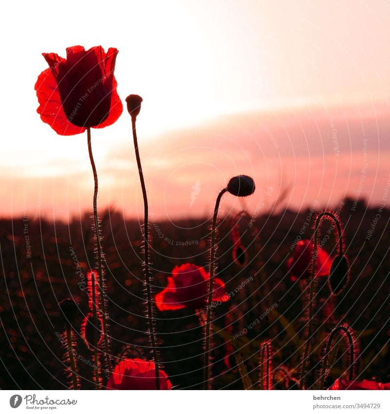 weil gestern mo(h)ntag war Blütenblatt Abenddämmerung Dämmerung Himmel Menschenleer Umwelt Wärme Wildpflanze Farbfoto Außenaufnahme Mohnfeld rot Pflanze Natur