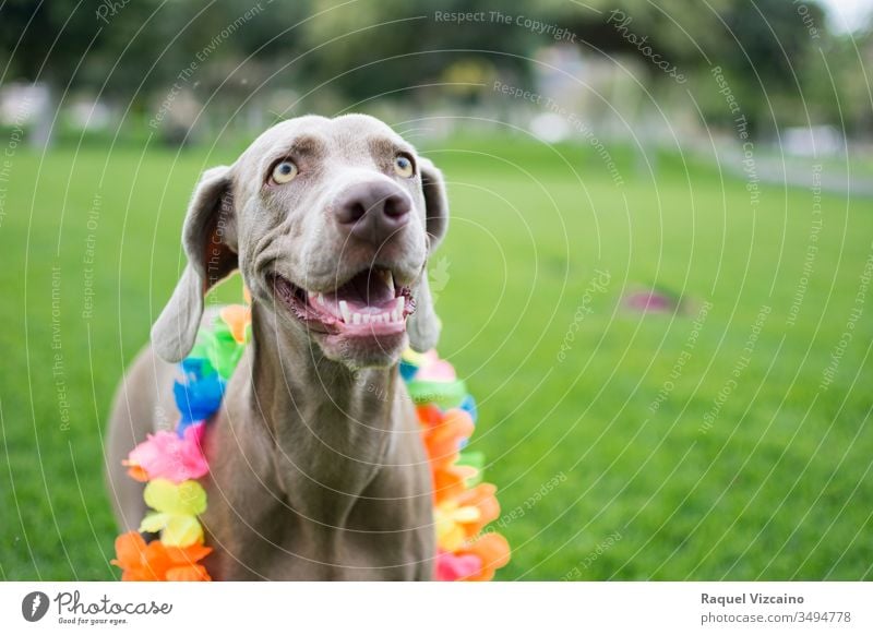 Portrait eines sehr fröhlichen Weimaraner-Hundes, mit farbenfrohem Blumen-Hawaii-Halsband am Hals, der sich im Park vergnügt und spielt. Porträt Tier Haustier