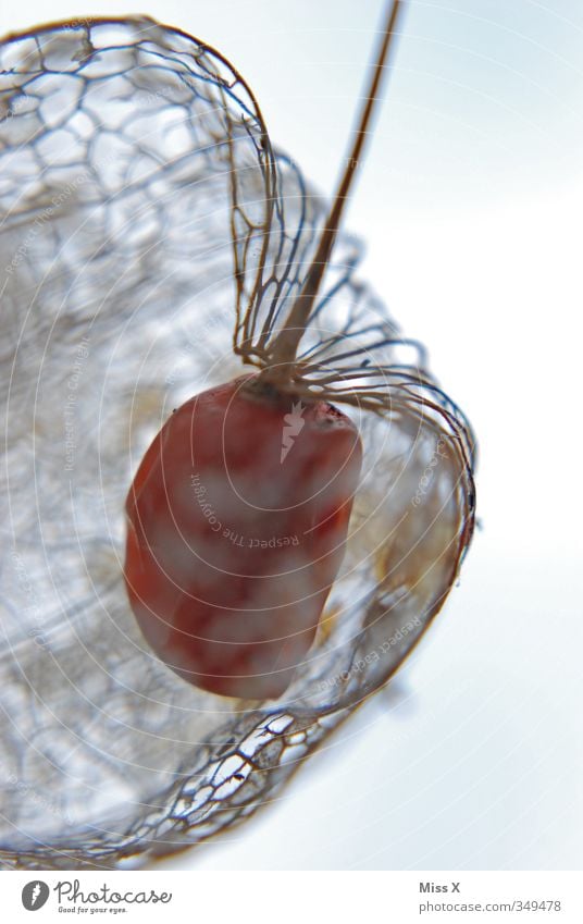 Physalis Lebensmittel Frucht Ernährung Blüte dehydrieren exotisch trocken Lampionblume Blattadern Skelett Farbfoto Gedeckte Farben Nahaufnahme Makroaufnahme