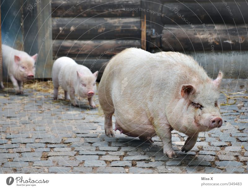 Schweinemarsch Nutztier 3 Tier Tiergruppe Herde Tierjunges Tierfamilie dreckig Gefühle Stimmung Schutz Geborgenheit Einigkeit Zusammensein Familienausflug