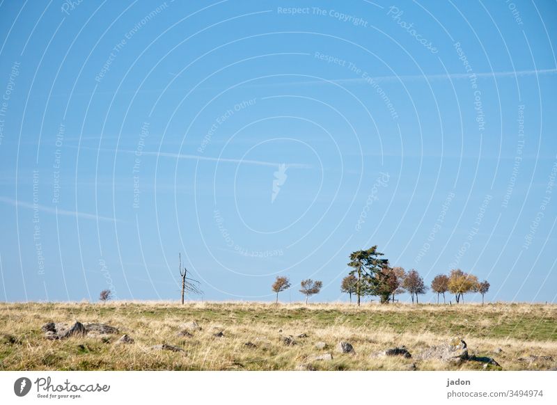 grenzen des wachstums. Baum kahl Ast Menschenleer Natur Außenaufnahme Tag Pflanze Farbfoto Himmel Herbst natürlich Landschaft blau Schönes Wetter Gras steine