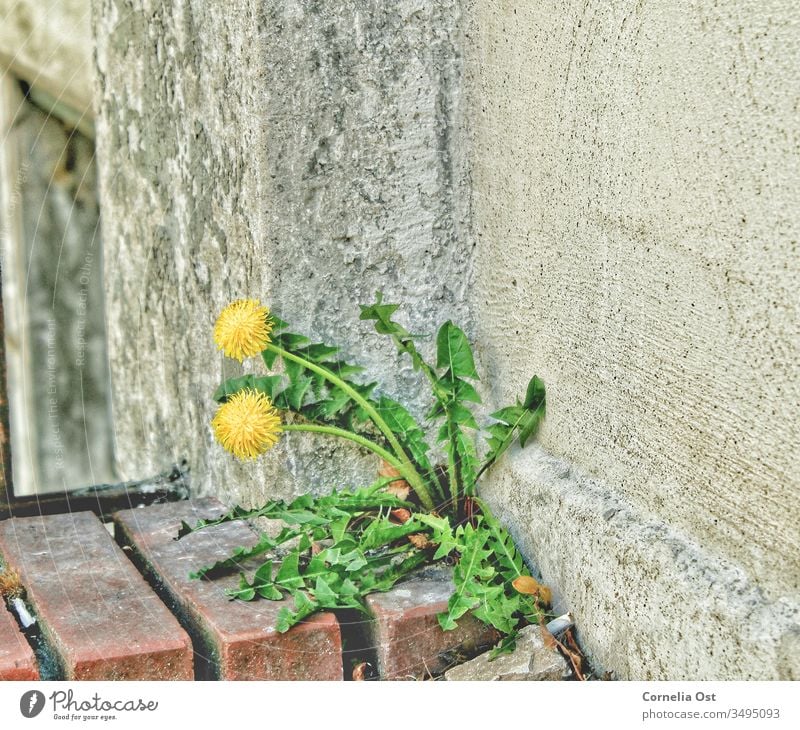 Mauerblümchen im Großstadtdschungel. Löwenzahn bahnt sich einen Weg zum Wachsen. Blume Natur Pflanze Samen Frühling Außenaufnahme geblümt gelb Garten