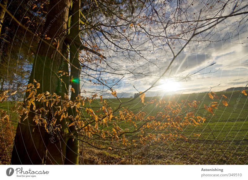 Abendsonne I Umwelt Natur Landschaft Pflanze Luft Himmel Wolken Horizont Sonne Sonnenaufgang Sonnenuntergang Sonnenlicht Sommer Wetter Schönes Wetter Baum Wiese