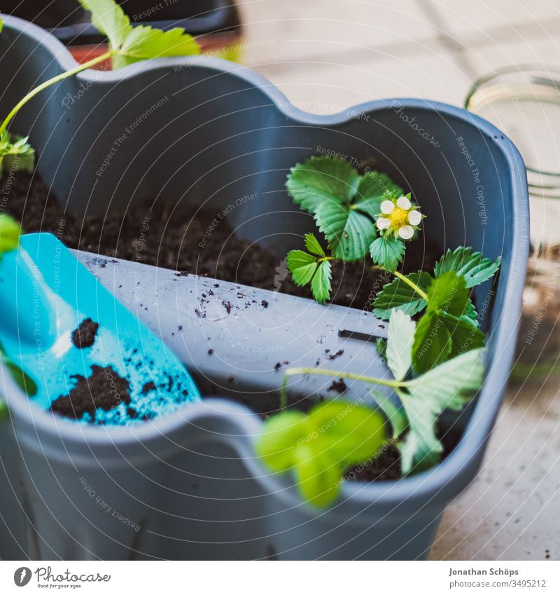 Erdbeerpflanze im Blumenkasten mit Schaufel auf dem Balkon Balconing Balkonbepflanzung Balkonkasten Erdbeeren Fließen Gartenschaufel Hobby Hoffnung Kasten Saat