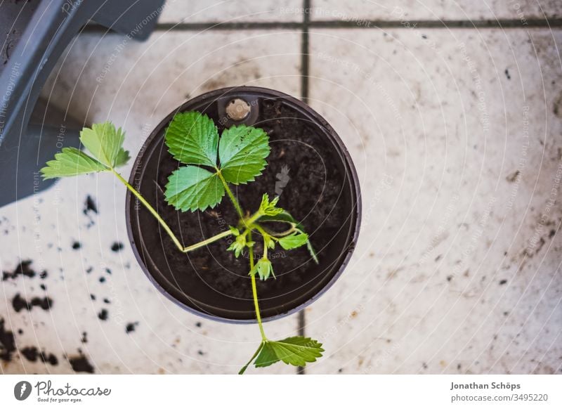 Erdbeerpflanze im Topf von oben auf dem Balkon Balconing Balkonbepflanzung Blumentopf Draufsicht Erdbeeren Fließen Hobby Hoffnung Saat Samen Töpfe