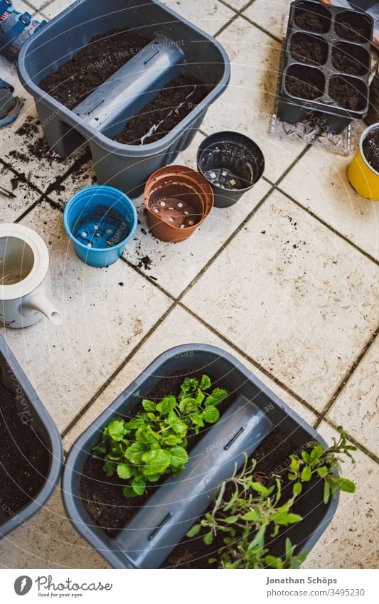 Zitronenmelisse und Salbei in einem Blumenkasten auf dem Balkon zwischen anderen Blumentöpfen Nahaufnahme Balconing Balkonbepflanzung Balkonkasten Blumentopf