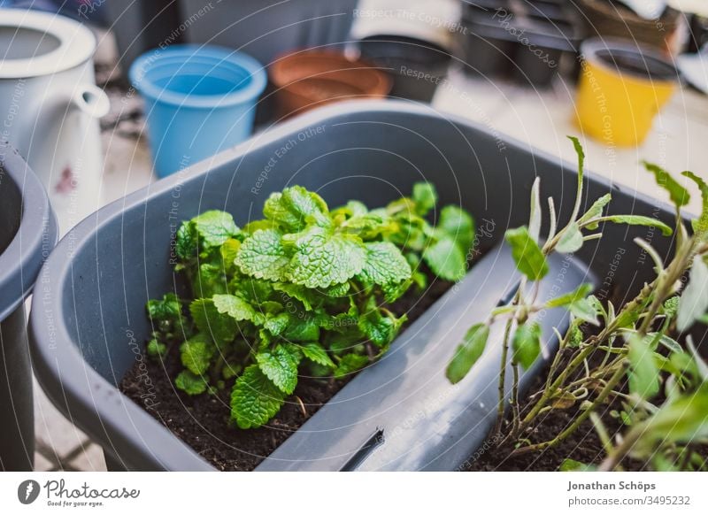 Zitronenmelisse in einem Blumenkasten auf dem Balkon zwischen anderen Blumentöpfen Nahaufnahme Balconing Balkonbepflanzung Balkonkasten Hobby Hoffnung Kasten