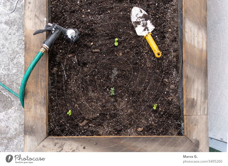 Wachsende Beete mit einigen Dingen darauf Gartenbau Jungpflanze Tomatenpflanze Gartenarbeit Kokosnusskannen hausgemacht Keimling botanisch Wachstum Entwicklung