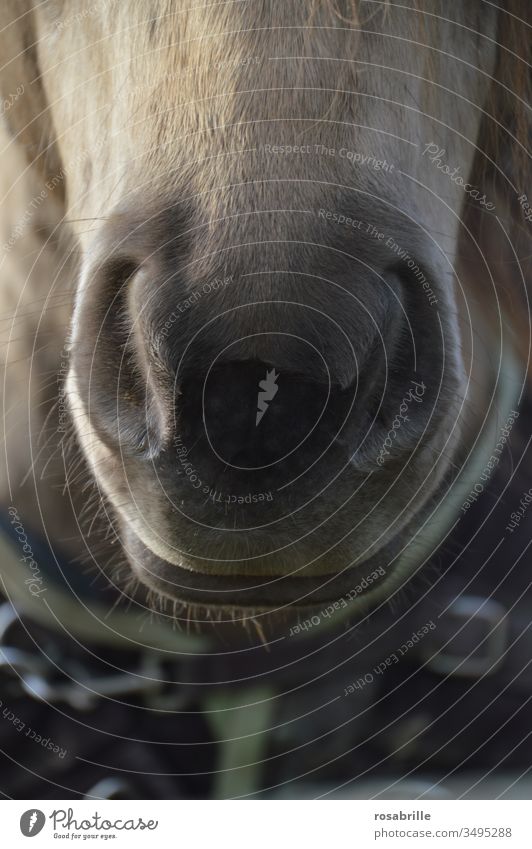 Hbrrrr … das | Geräusch | das Pferde machen Nase Nüstern nah Nahaufnahme Nasenlöcher Pelz Fell weich Haustier Tier lächeln freundlich Mund nett Freund Gaul