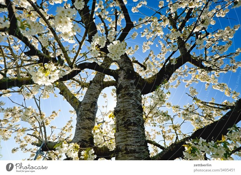 Kirschblüte ast baum blühen erholung ferien frühjahr frühling garten himmel kirschbaum kirschblüte kleingarten kleingartenkolonie menschenleer natur pflanze