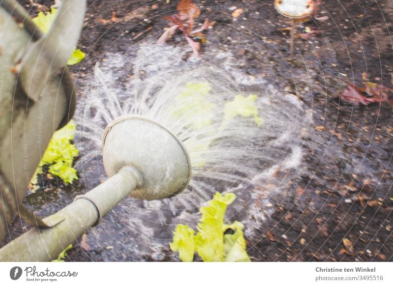 Salatpflanzen im Beet werden mit einer alten Gießkanne gegossen Salatblatt Frühling Gartenarbeit Natur grün braun Pflanze Erde Freizeit & Hobby Gemüse