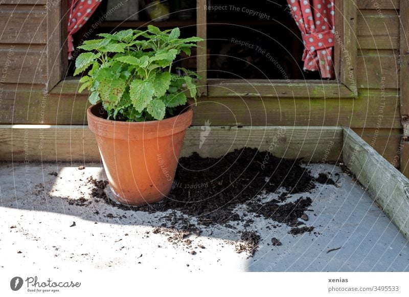 Zitronenmelisse im Tontopf steht auf Pflanztisch mit Erde vor einem Fenster aus Holz mit Gardinen Pflanze Gartenarbeit Melisse Blumentopf Frühling