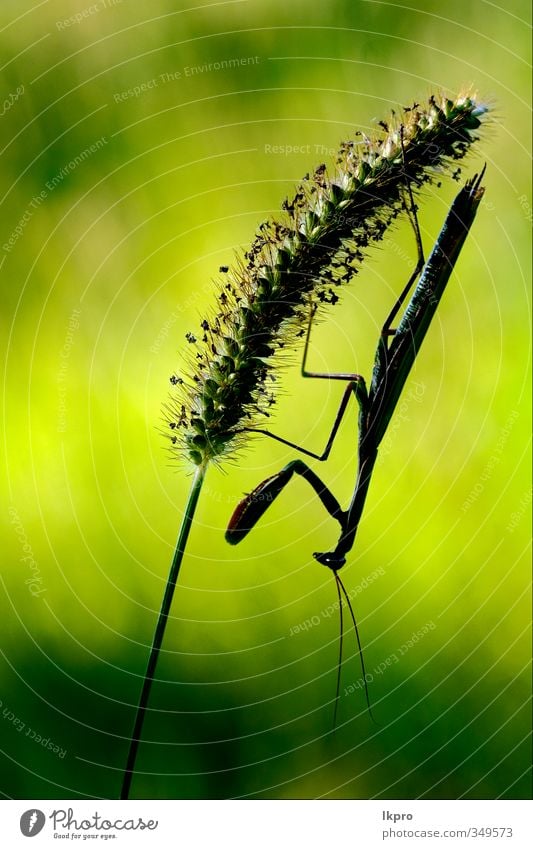 mantis religiosa in shilouette und schatten ,black e Pfote braun grün Farbe lkpro Gottesanbeterin Religiosa natura Natur colori verde Marone Insetto Insekt