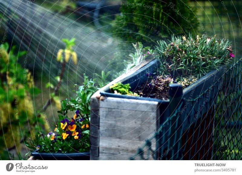 Alles neu macht der Mai: Pflanzkästen mit Pflanzen an einem Zaun im Garten, wo ein heller Wasserstrahl aus der Dusche alles Grün frisch macht und zum Leuchten bringt