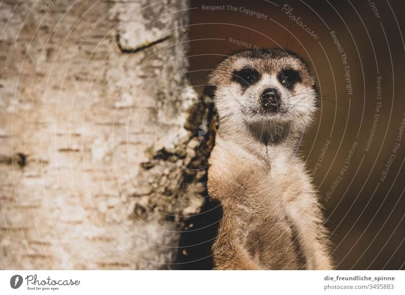 Erdmännchen Tier Tierporträt Blick Baum Zoo tierpark Greifswald niedlich Neugier süß flauschig Wildtier Schüchternheit Außenaufnahme Natur Tiergesicht