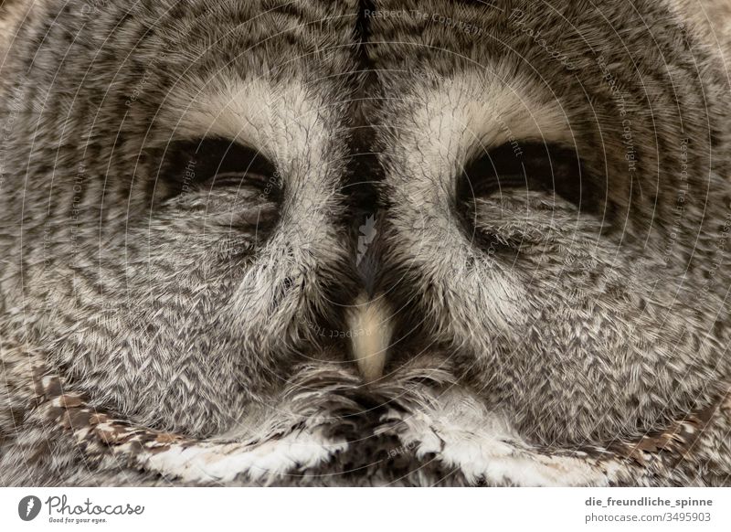 schlafende Eule Eulenvögel Eulenaugen Uhu Kauz Porträt Symmetrie tier grau feder flauschig Zoo Zoologischer Garten Wildvogel Waldkauz Tier Vogel Wildtier Feder