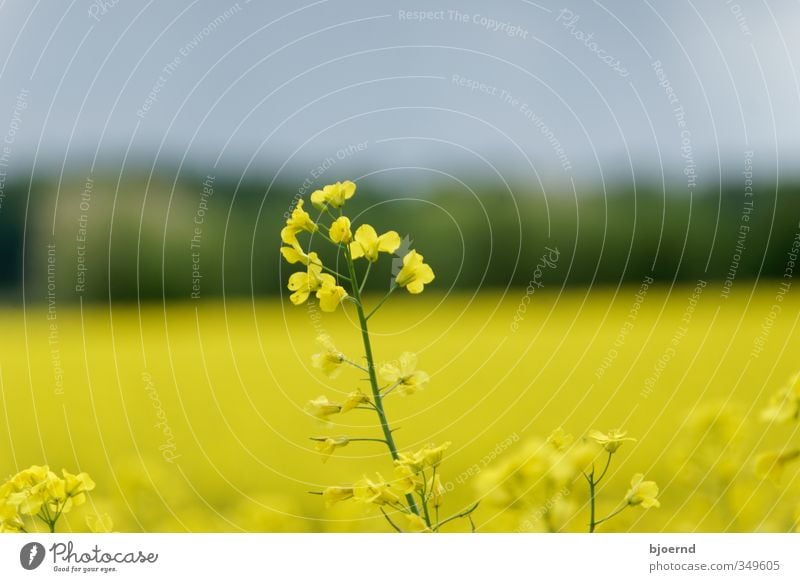 Raps (Brassica napus) Natur Pflanze Frühling Rapsfeld Rapsblüte gelb grün Schleswig-Holstein Landwirtschaft Außenaufnahme Blüte Feld Farbfoto mehrfarbig