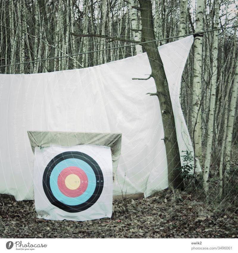 Tatort Zielscheibe Bettlaken Schutz Bäume Birken Herbst Menschenleer Natur Landschaft Wald Baum Himmel weiß rund Kreise mehrfarbig bunt Bogenschießen Sport