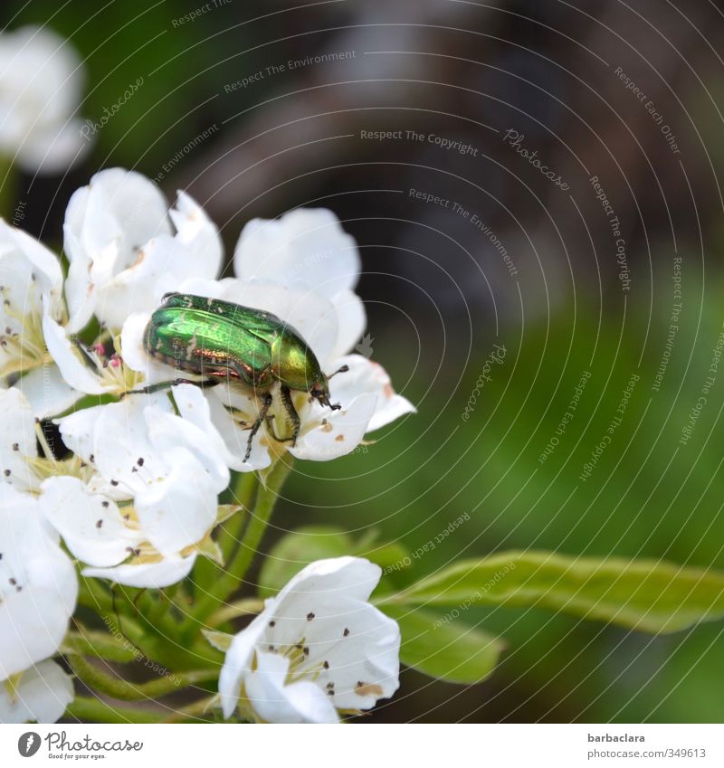 Der Rosenkavalier Landschaft Pflanze Tier Blatt Blüte Birnenblüten Garten Käfer Rosenkäfer 1 Blühend krabbeln frisch glänzend hell grün weiß Frühlingsgefühle