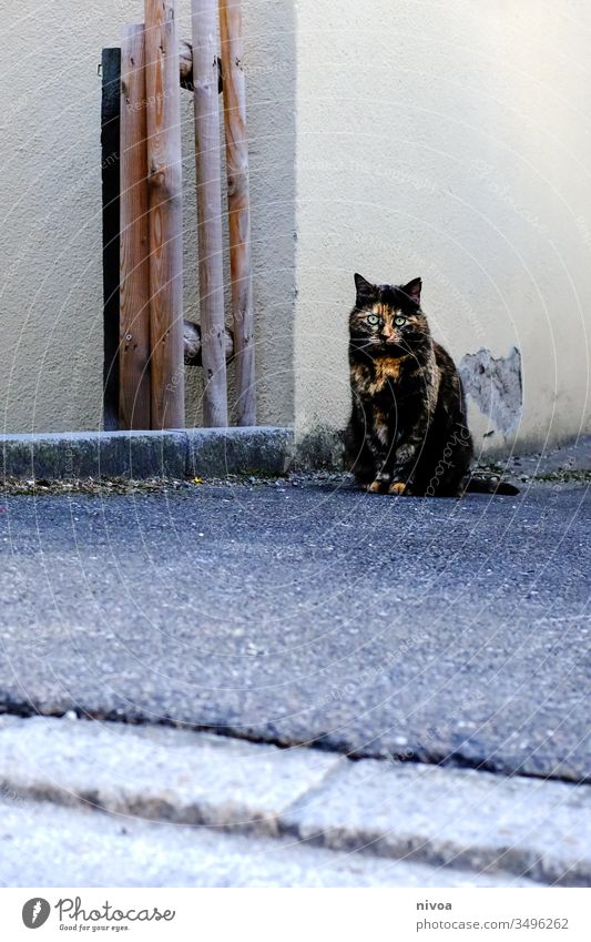 Katze sitzt an einer Hausecke Haustier Tierporträt Häusliches Leben Farbfoto 1 Innenaufnahme Tag Wohnung Schwache Tiefenschärfe niedlich Menschenleer