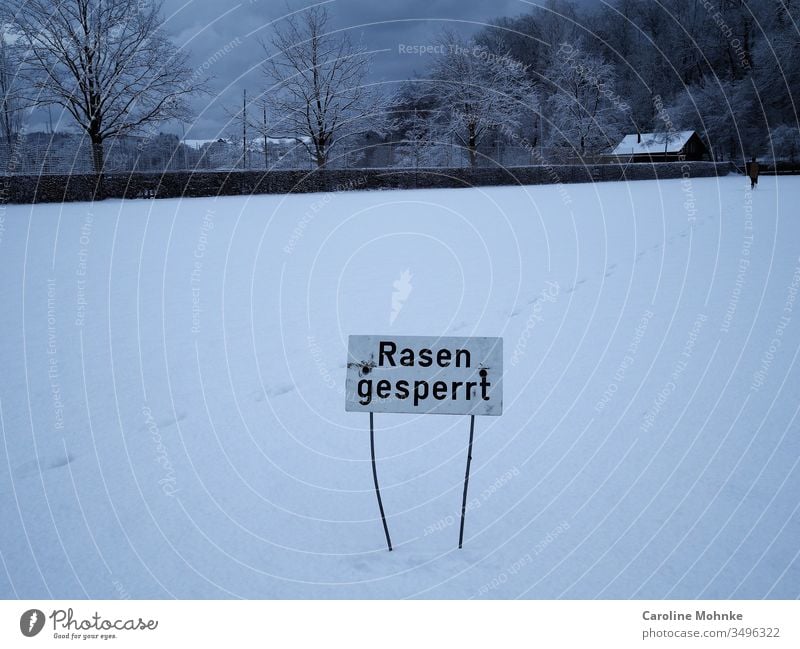 Schild "Rasen gesperrt" auf schneebedecktem Rasen rasen schild hinweisschild Tag Schafe schneebedeckter Rasen Schilder und Schriftzüge Schrifttafel Winter