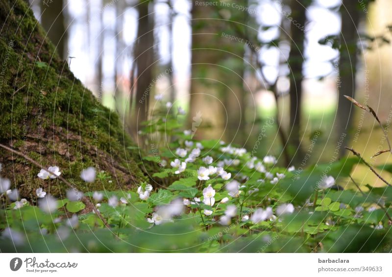 tief einatmen Natur Sommer Baum Moos Blatt Blüte Klee Wald Duft Erholung genießen leuchten Wachstum frisch hell viele wild grün weiß Lebensfreude ruhig Umwelt