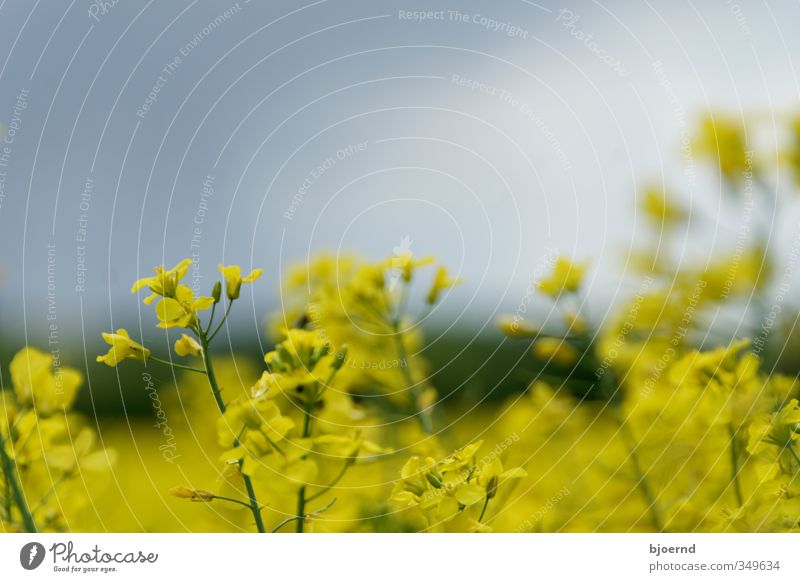 Raps (Brassica napus) Natur Pflanze Frühling Nutzpflanze Rapsfeld Rapsblüte gelb grün Schleswig-Holstein Landwirtschaft Außenaufnahme Blüte Feld Farbfoto