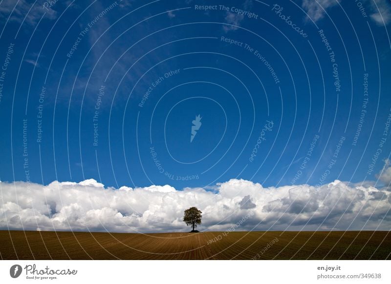 Tiefdruck? Landwirtschaft Forstwirtschaft Landschaft Pflanze Erde Himmel Wolken Frühling Klima Klimawandel Wetter Schönes Wetter schlechtes Wetter Baum Feld