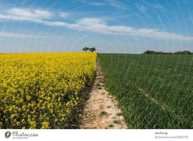 Ein Rapsfeld und ein grünes Feld, wo auch irgendwann wächst, unter einem blauen Himmel mit leichten Wolken gelb Felder blauer Himmel Frühling Natur Landschaft