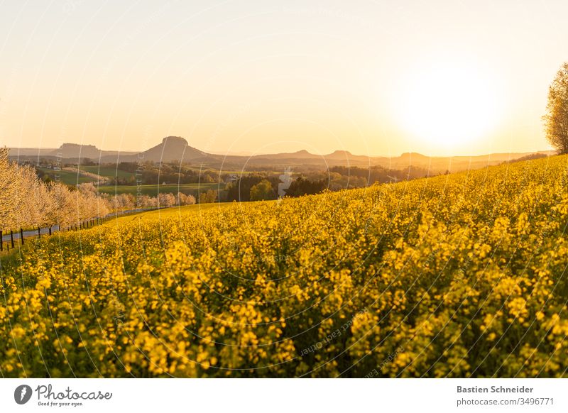 Sonnenuntergang in der Sächsischen Schweiz, Das Rapsfeld leuchtet prächtig Außenaufnahme Landschaft Natur mehrfarbig Pflanze Himmel (Jenseits) Windrad Farbfoto