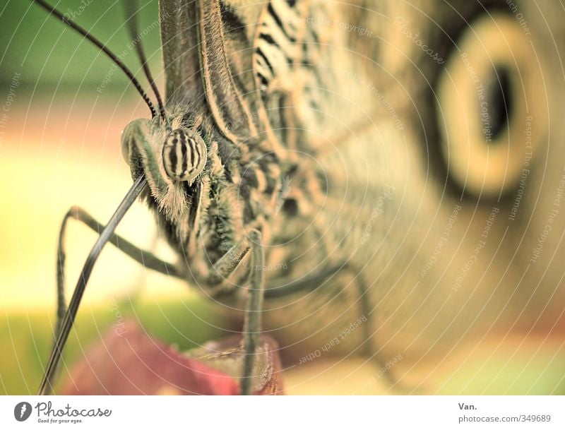 Rüsseltier Natur Tier Wildtier Schmetterling Tiergesicht Flügel 1 Fressen klein weich gelb Farbfoto Gedeckte Farben Außenaufnahme Nahaufnahme Makroaufnahme