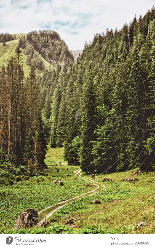 Im Frühtau zu Berge Ferien & Urlaub & Reisen Berge u. Gebirge wandern Landschaft Pflanze Himmel Wolken Sommer Baum Gras Fichte Tanne Wald Hügel Alpen