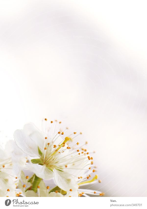 Kirschblüte Natur Pflanze Frühling Blüte Kirschblüten Pollen Garten gelb weiß Farbfoto Gedeckte Farben Außenaufnahme Nahaufnahme Menschenleer Textfreiraum oben