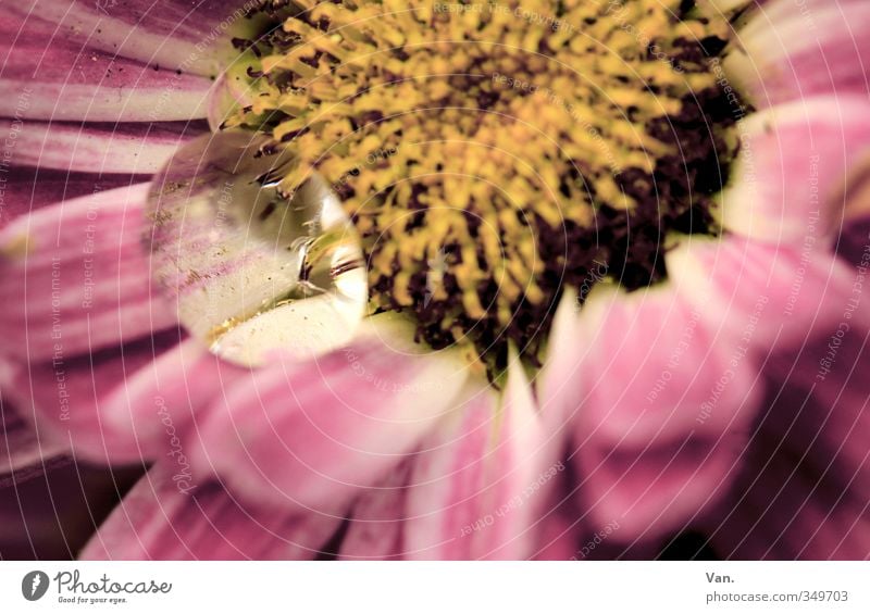 bedröppelt² Natur Pflanze Frühling Blume Blüte Garten nass gelb rosa Wassertropfen Farbfoto Gedeckte Farben Außenaufnahme Nahaufnahme Detailaufnahme