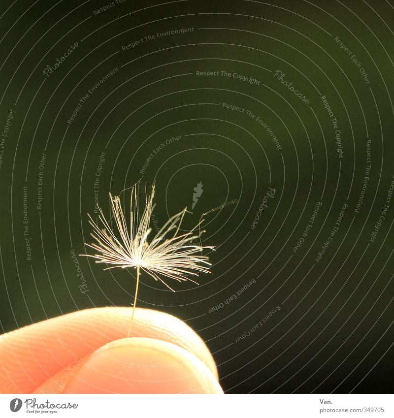 Halt mich fest Finger Natur Pflanze Frühling Löwenzahn Garten grün weiß Farbfoto Gedeckte Farben Außenaufnahme Nahaufnahme Detailaufnahme Makroaufnahme