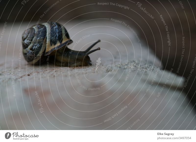 Schnecke auf dem Trocknen.... Insekt Garten Natur Tier Außenaufnahme