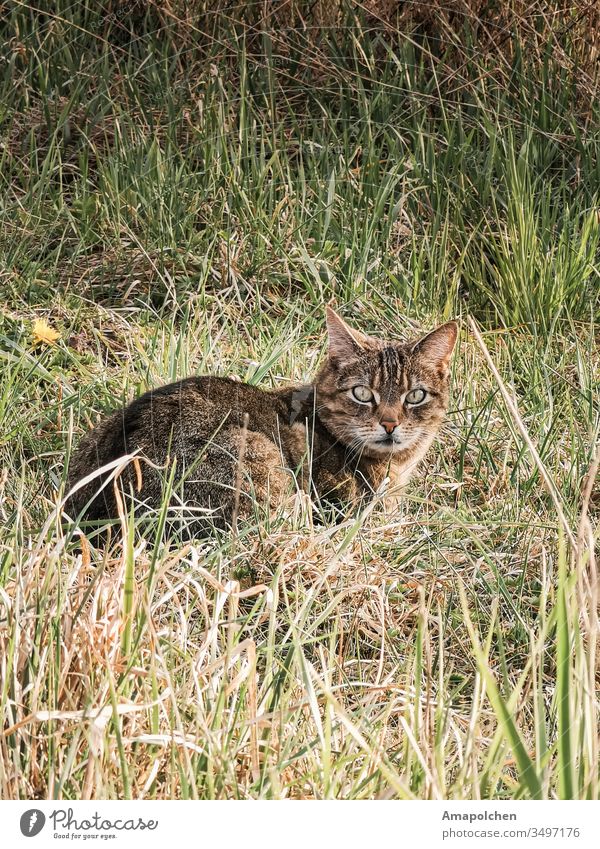 Katze im Gras katzenhaft Katzenkopf Katzenauge Katzenohr Grasland Grass Wiese streunende Katze Streuner Wildkatze Blick in die Kamera Tier Haustier Tierporträt