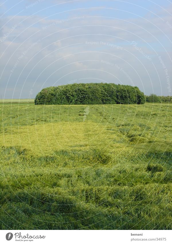 Hügeliger Busch Sträucher grün Weitwinkel Feld Kornfeld Graffiti Wind