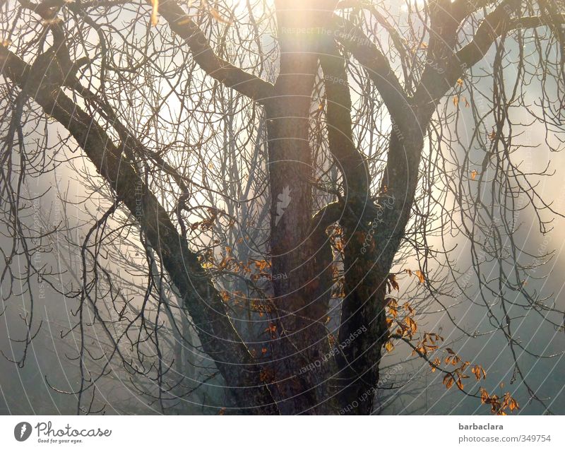 Magisches Licht Sonne Sonnenlicht Herbst Baum leuchten verblüht dehydrieren dunkel fantastisch hell Gefühle Stimmung Hoffnung Natur Sinnesorgane Trauer